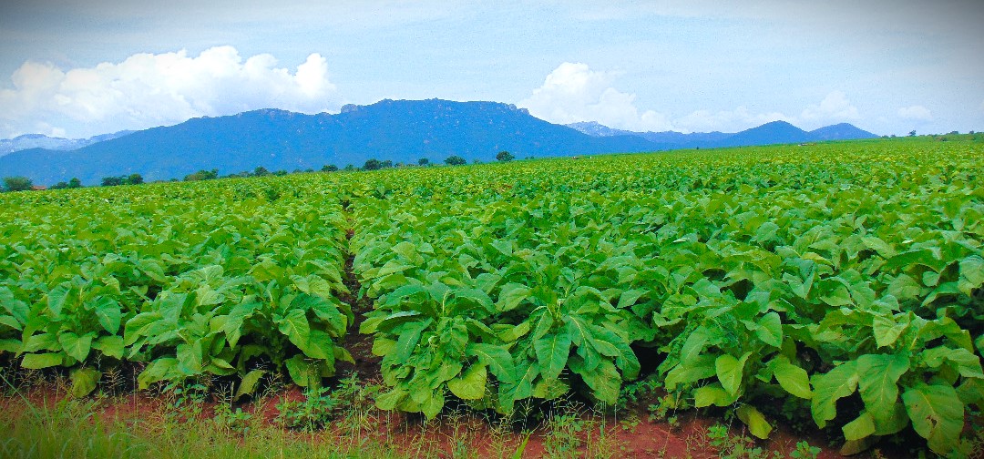 Member Farms