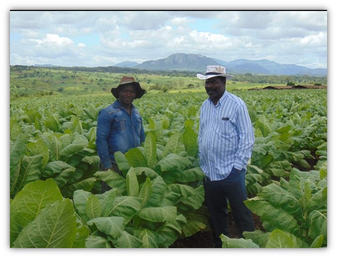 Tobacco Marketing and Production Promotions